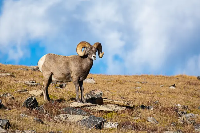 Bighorn Sheep Ram on Trail Ridge Road